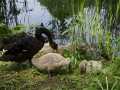 Schwarzer Schwan mit Kids