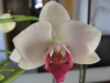orchidee_01
